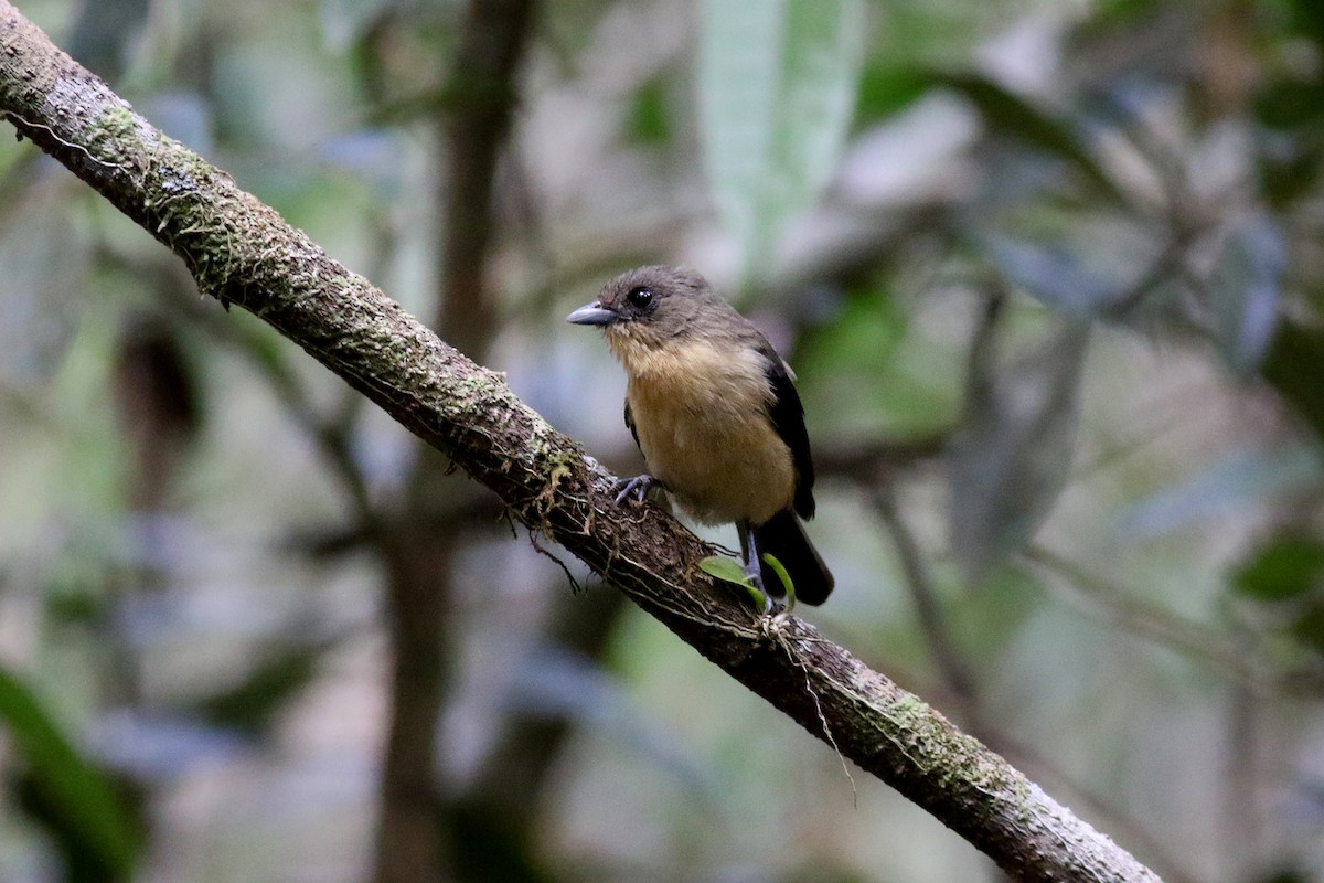 Black-goggled Tanager - ML280338571
