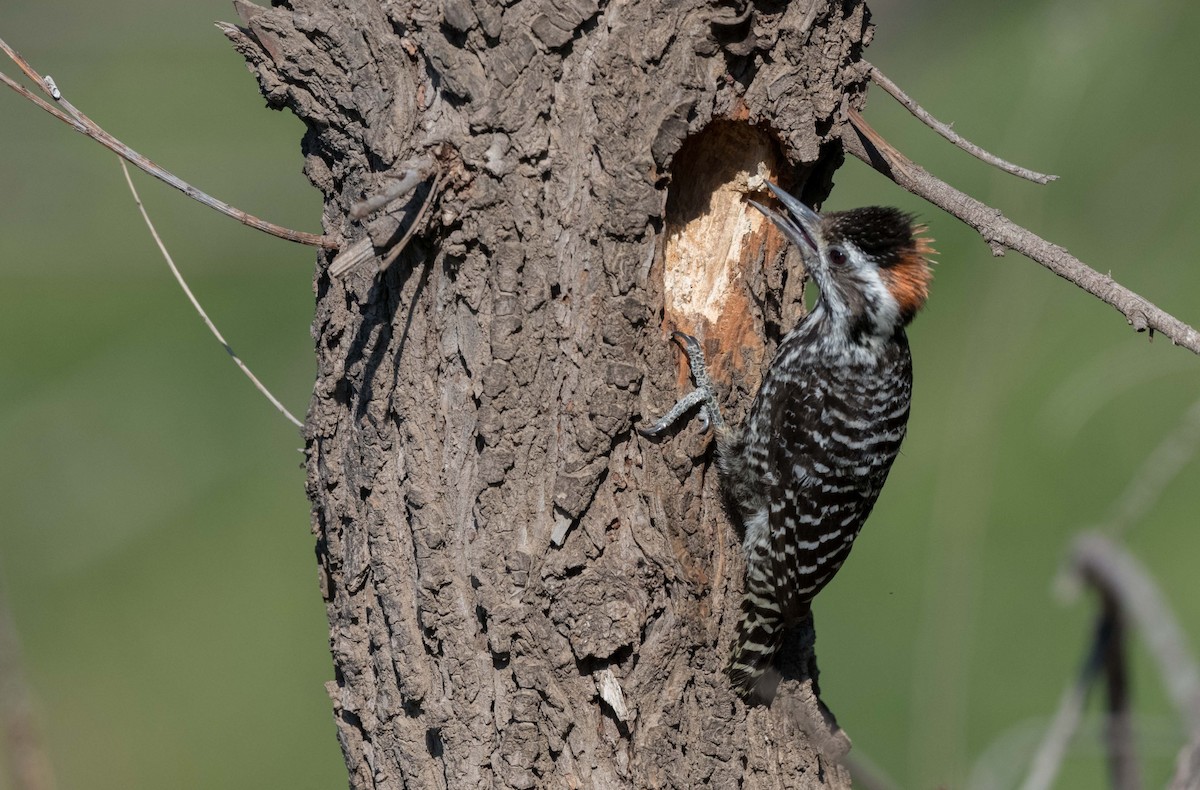 Striped Woodpecker - ML280339381
