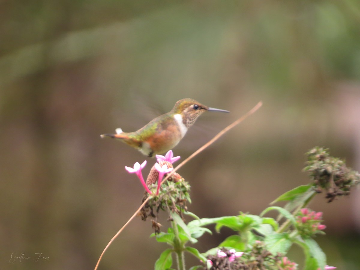 Wine-throated Hummingbird - ML28033981