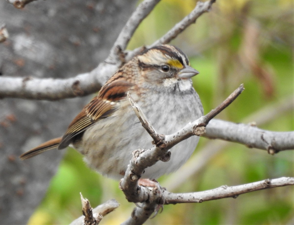 White-throated Sparrow - Carol Baird Molander