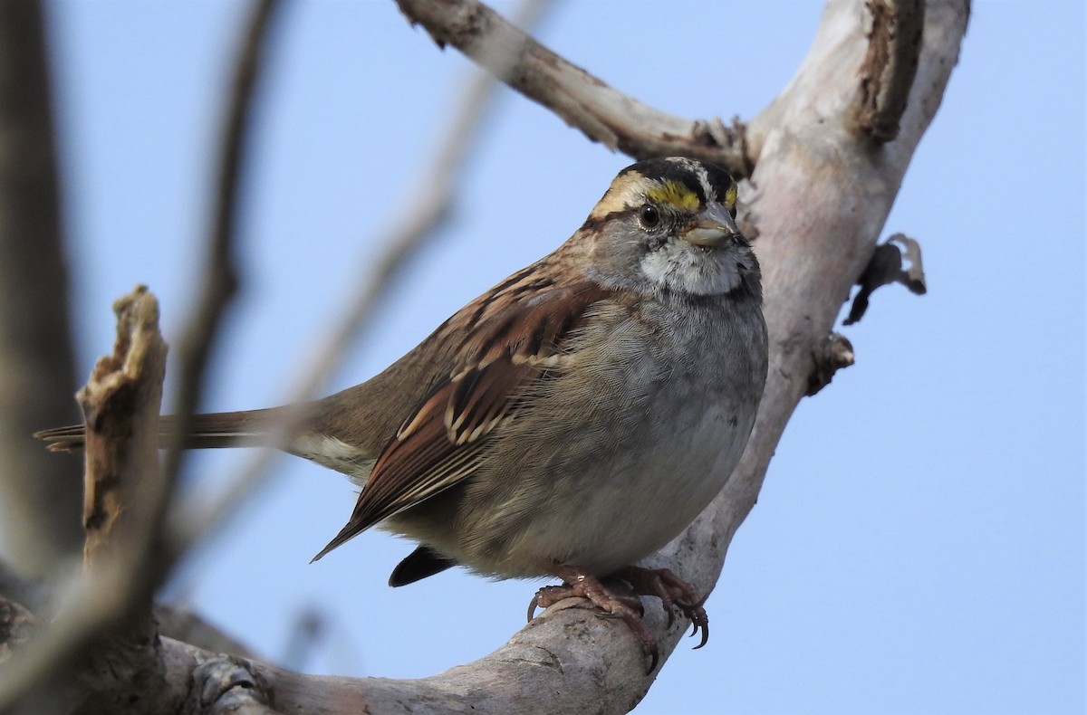 White-throated Sparrow - ML280343431