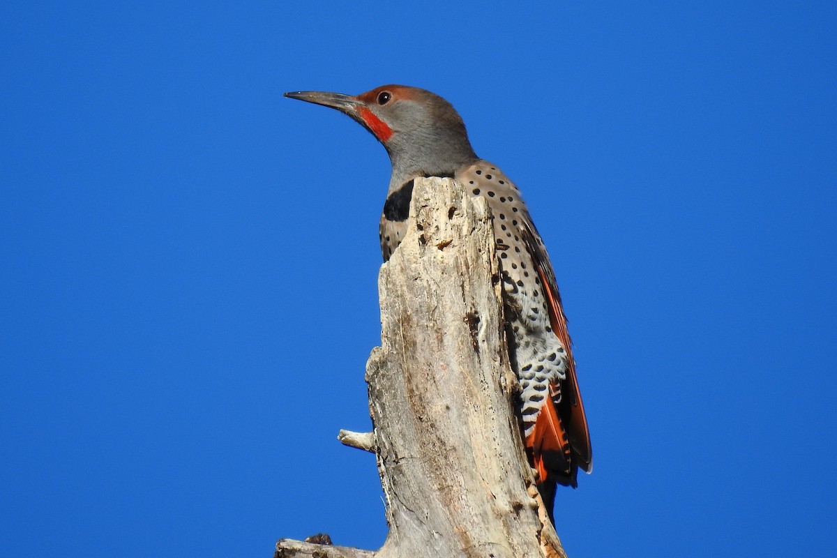 Northern Flicker (Red-shafted) - ML280343541