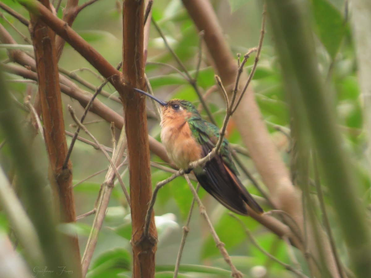 Rufous Sabrewing - Guillermo Funes