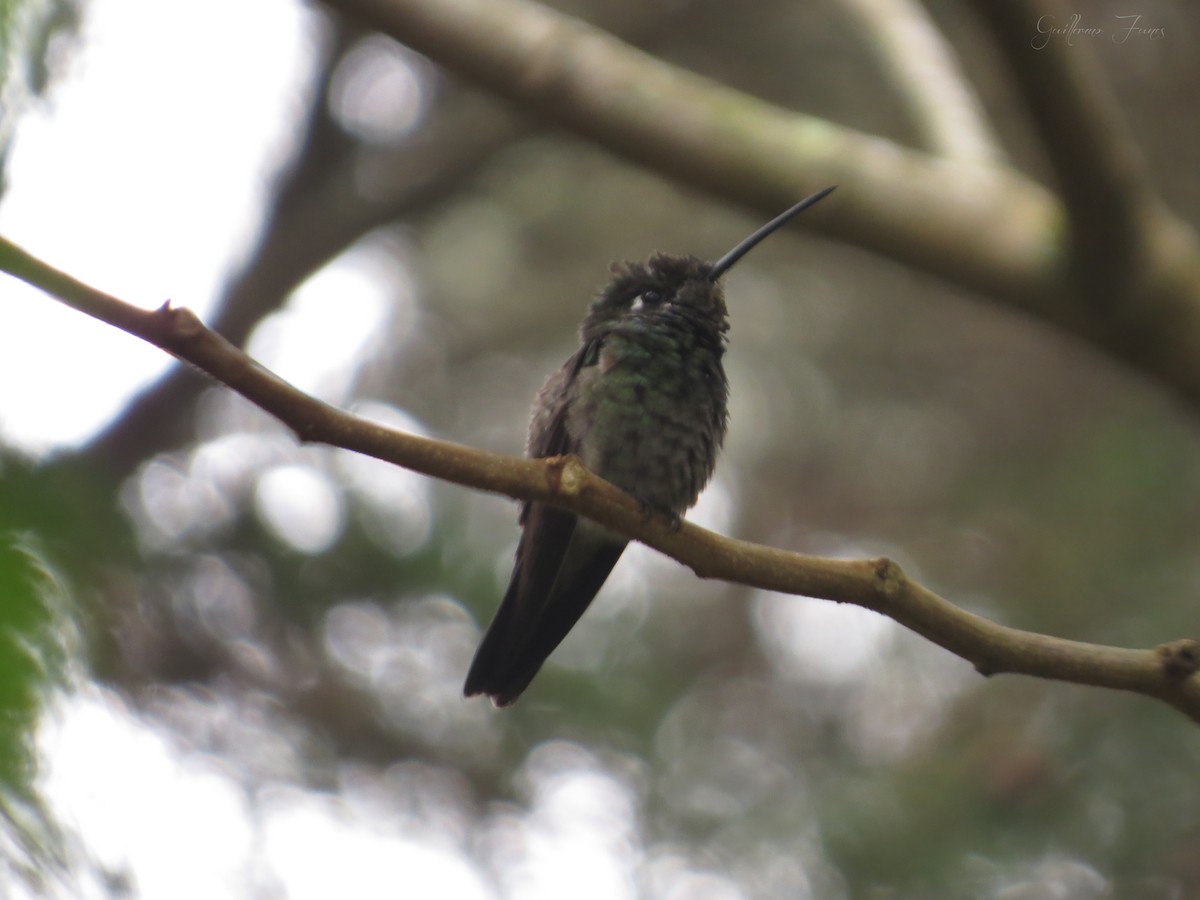 Rivoli's Hummingbird - ML28034581