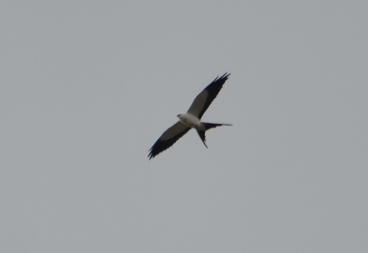 Swallow-tailed Kite - ML280346151