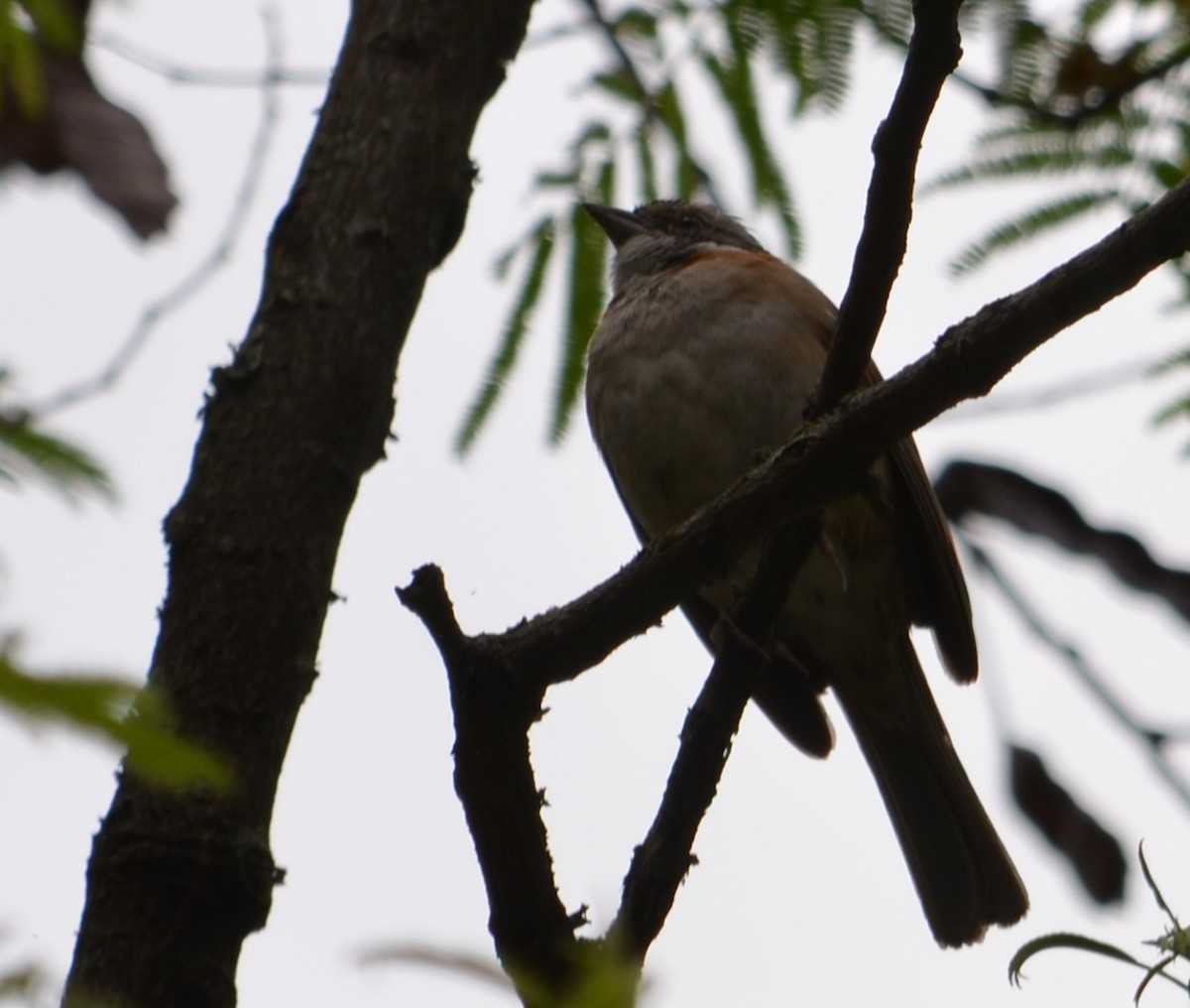 Rufous-collared Sparrow - ML280346271