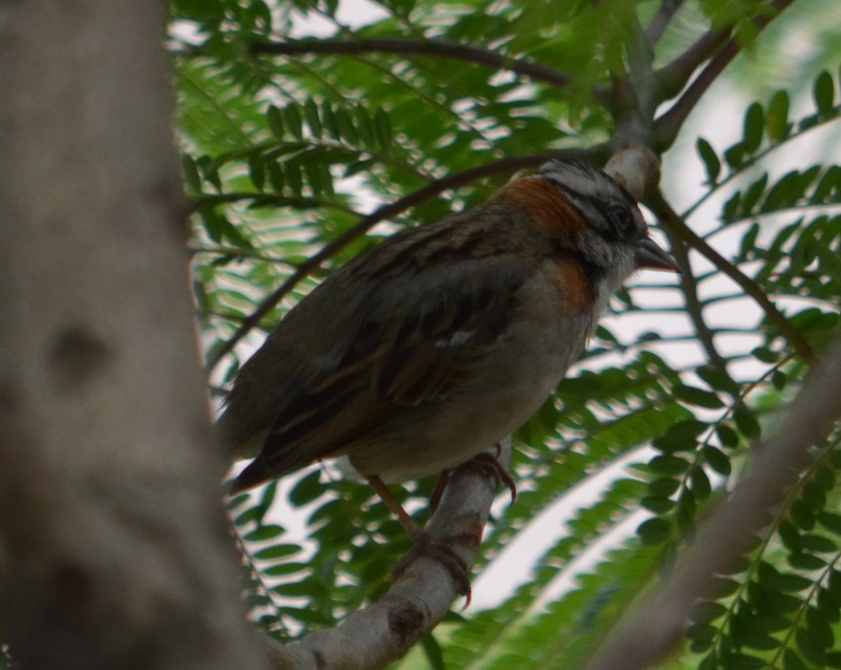Rufous-collared Sparrow - ML280346291