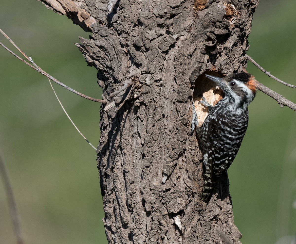 Striped Woodpecker - ML280349711