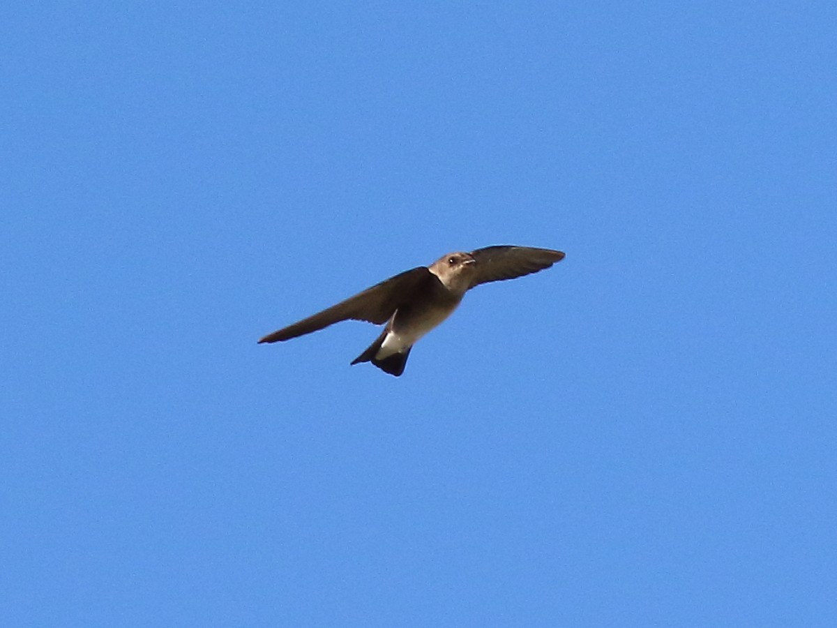 Northern Rough-winged Swallow - ML280350131