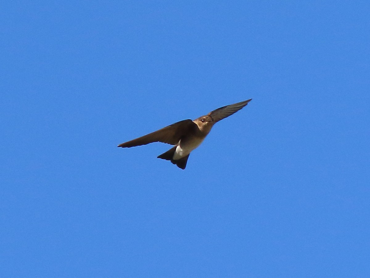 Northern Rough-winged Swallow - Doug Beach