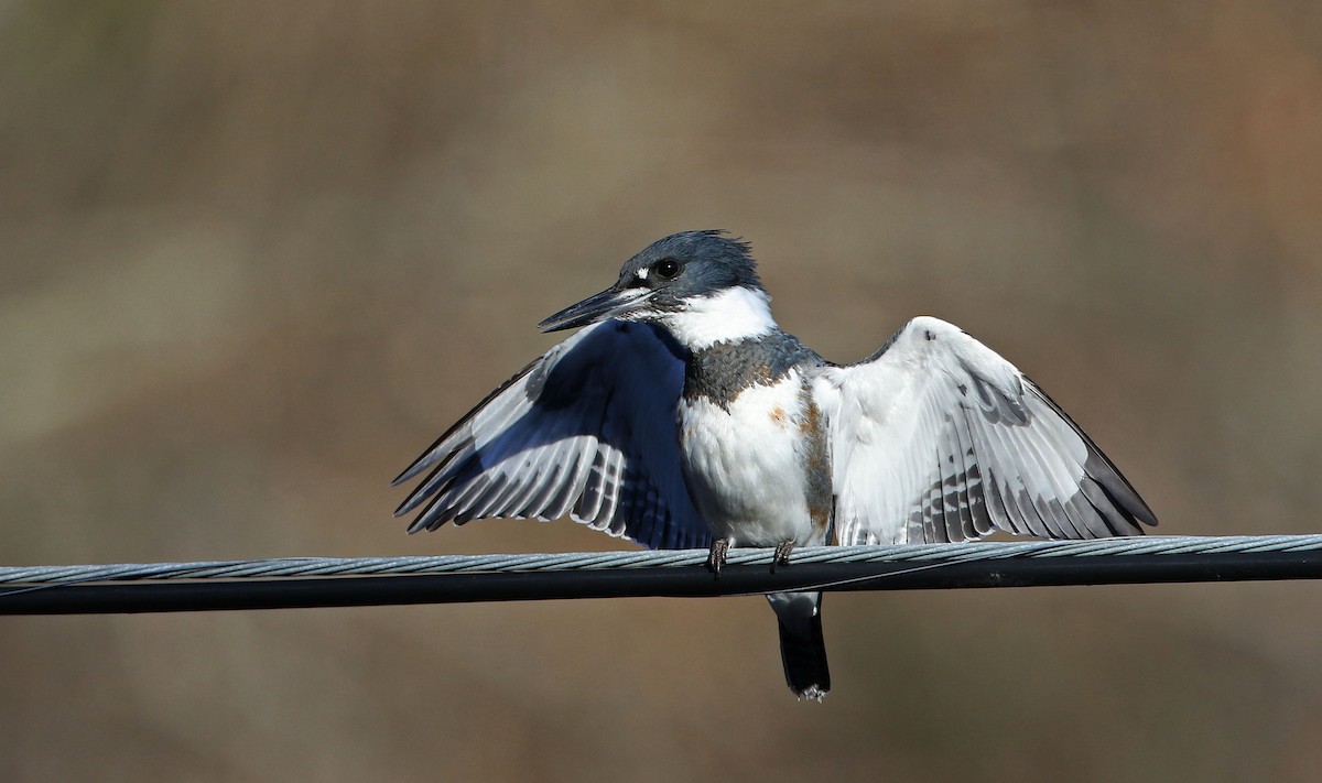 Belted Kingfisher - Jay McGowan