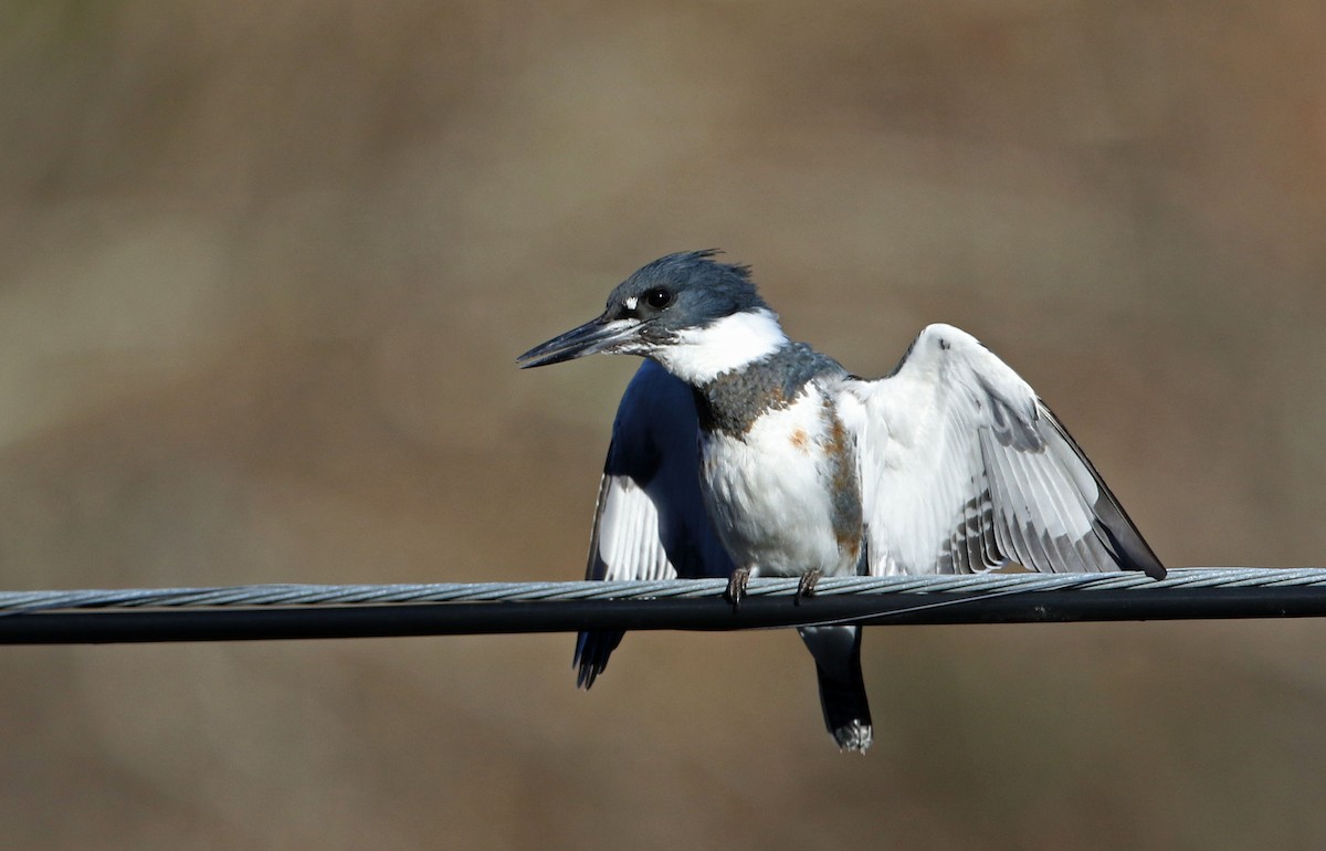 Belted Kingfisher - ML280354601