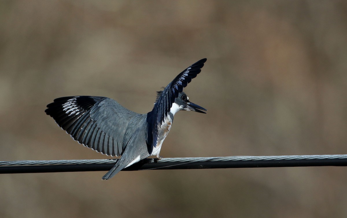 Belted Kingfisher - ML280354731