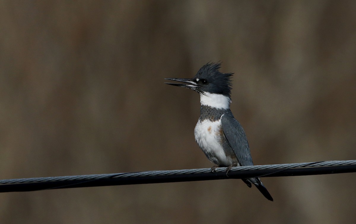 Belted Kingfisher - Jay McGowan