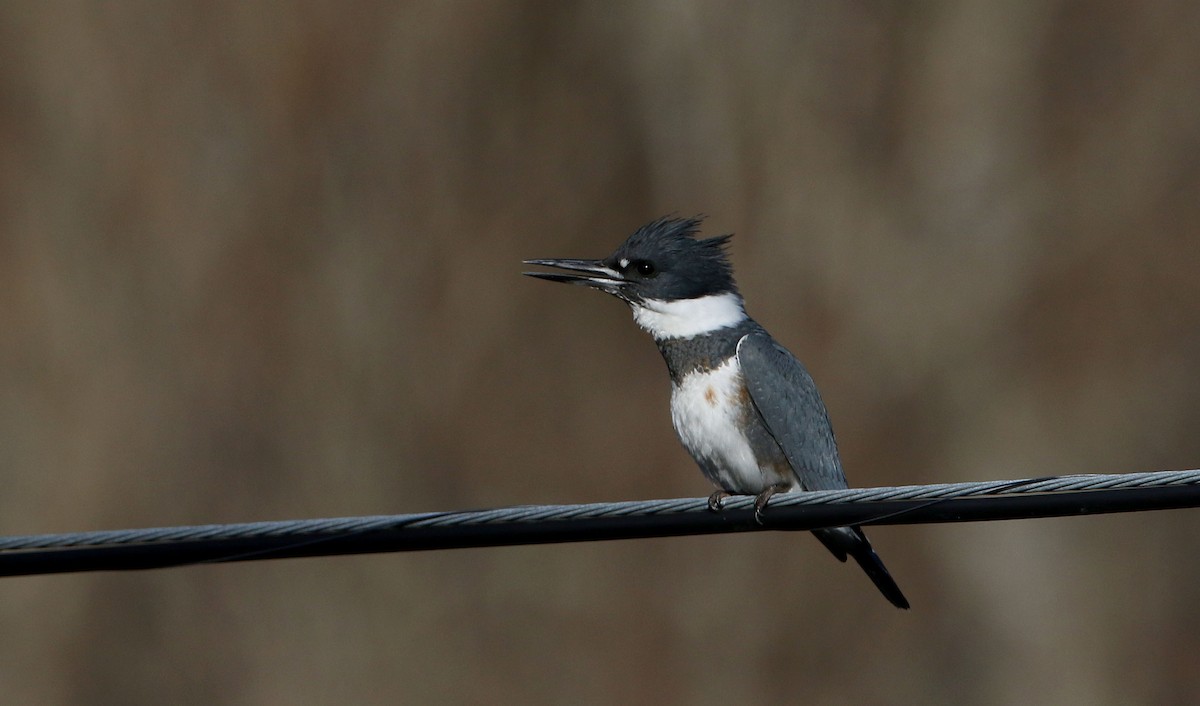 Belted Kingfisher - ML280355001