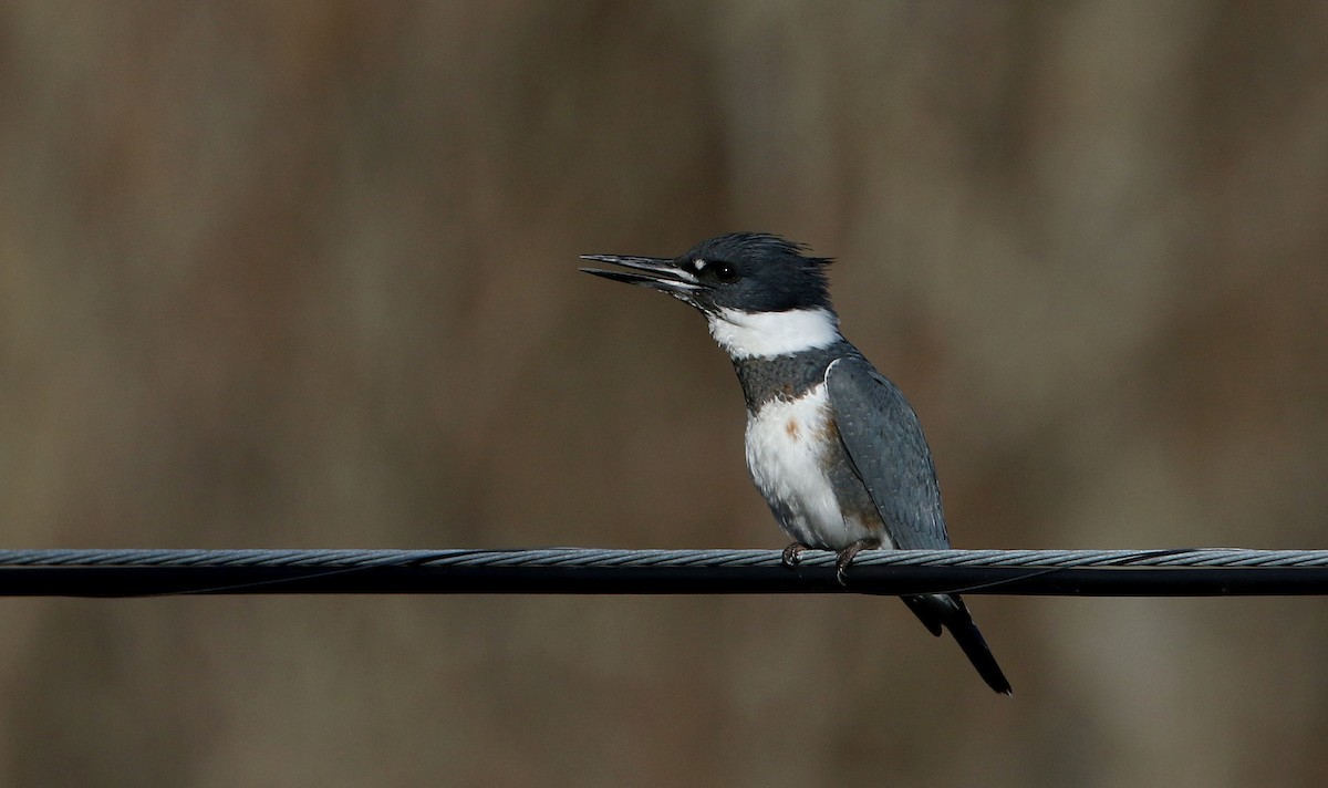Belted Kingfisher - ML280355051