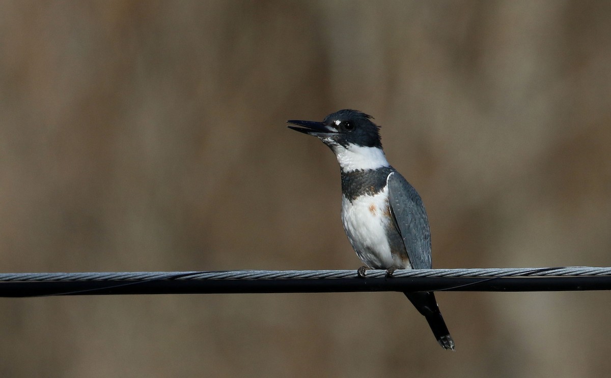 Belted Kingfisher - ML280355111