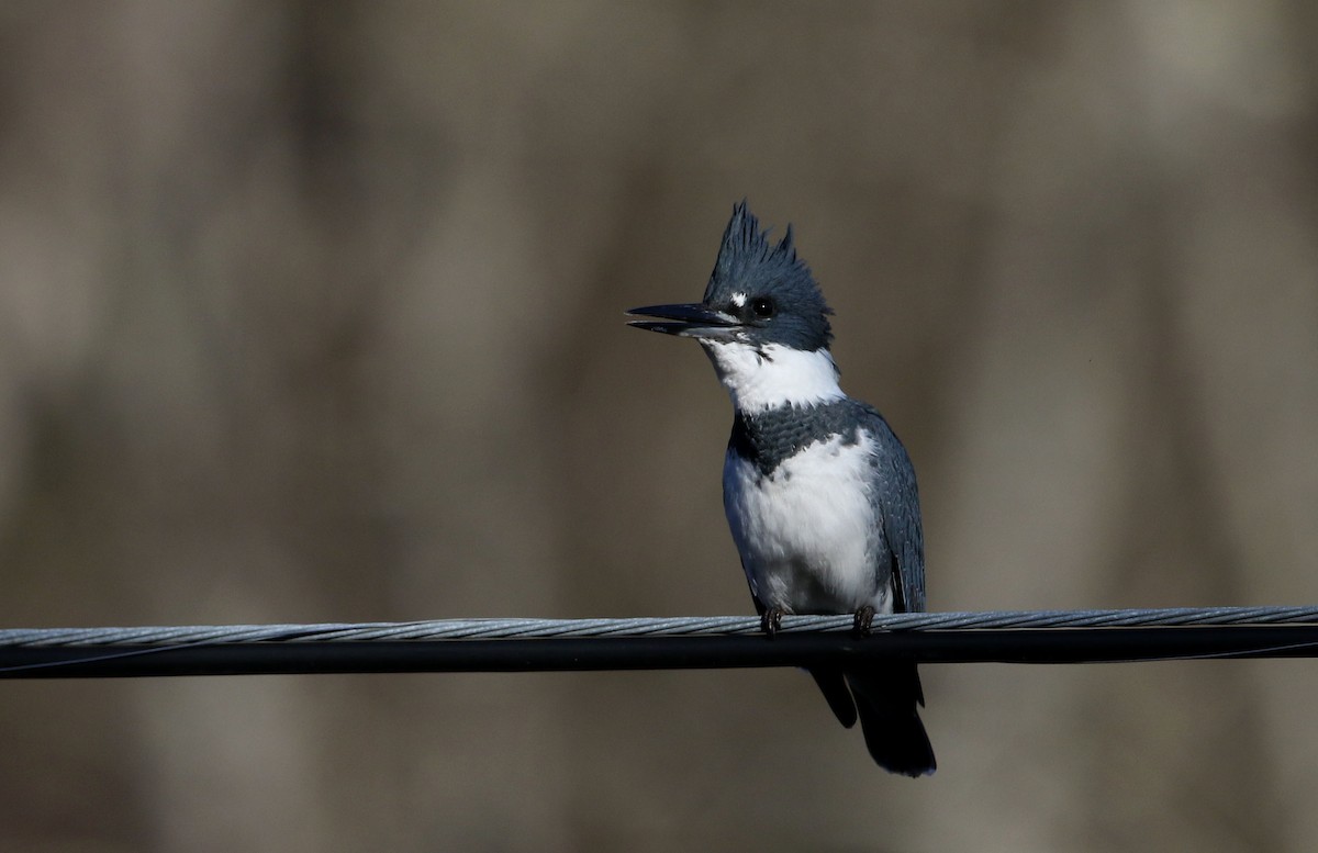 Belted Kingfisher - ML280355161