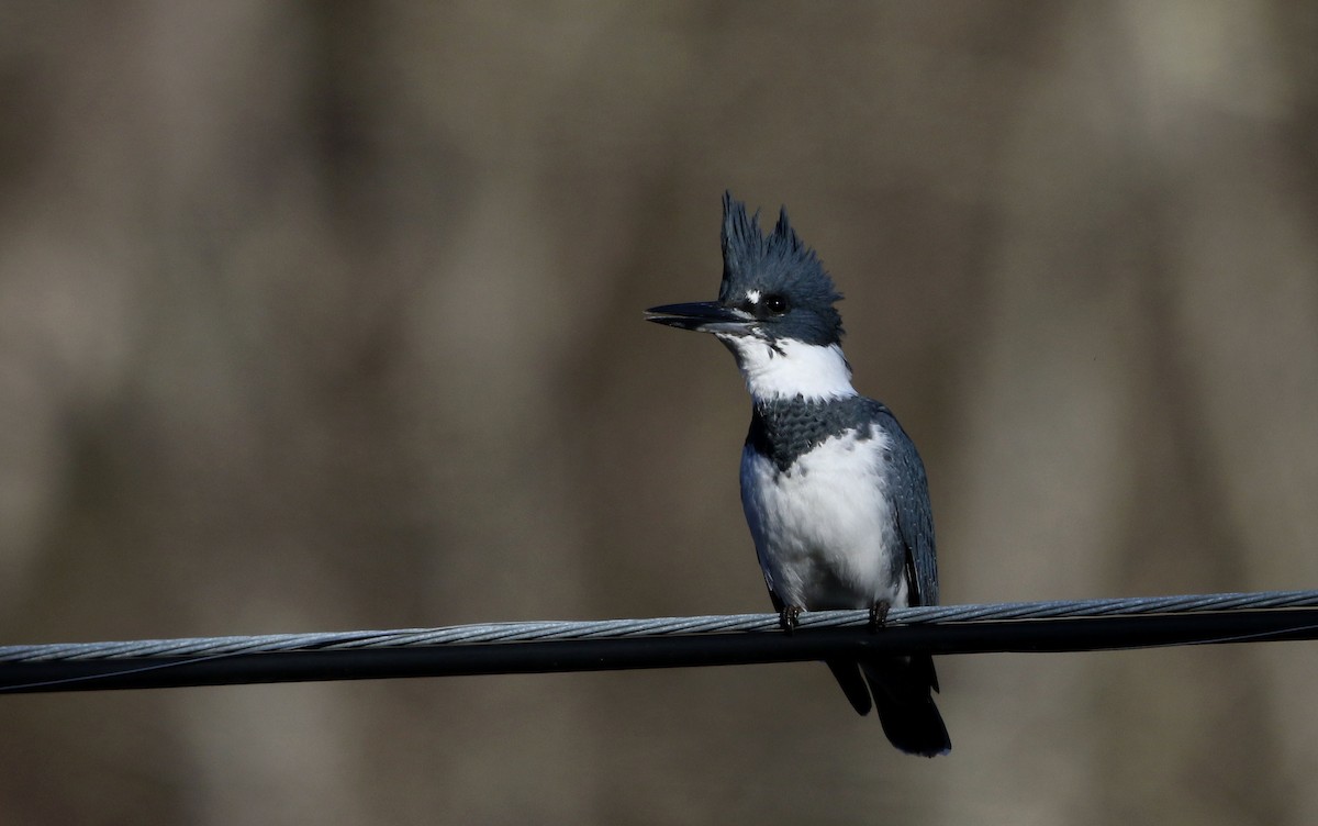 Belted Kingfisher - ML280355261