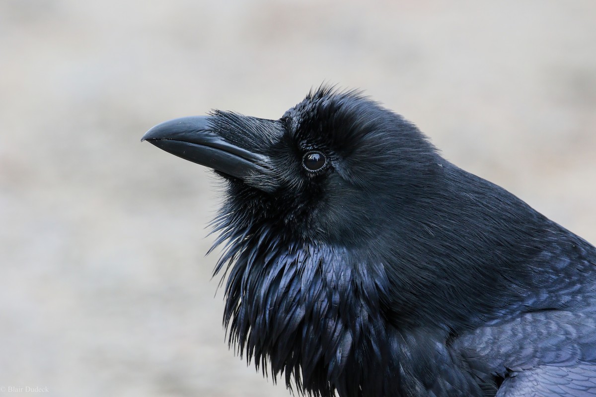 Common Raven - Blair Dudeck