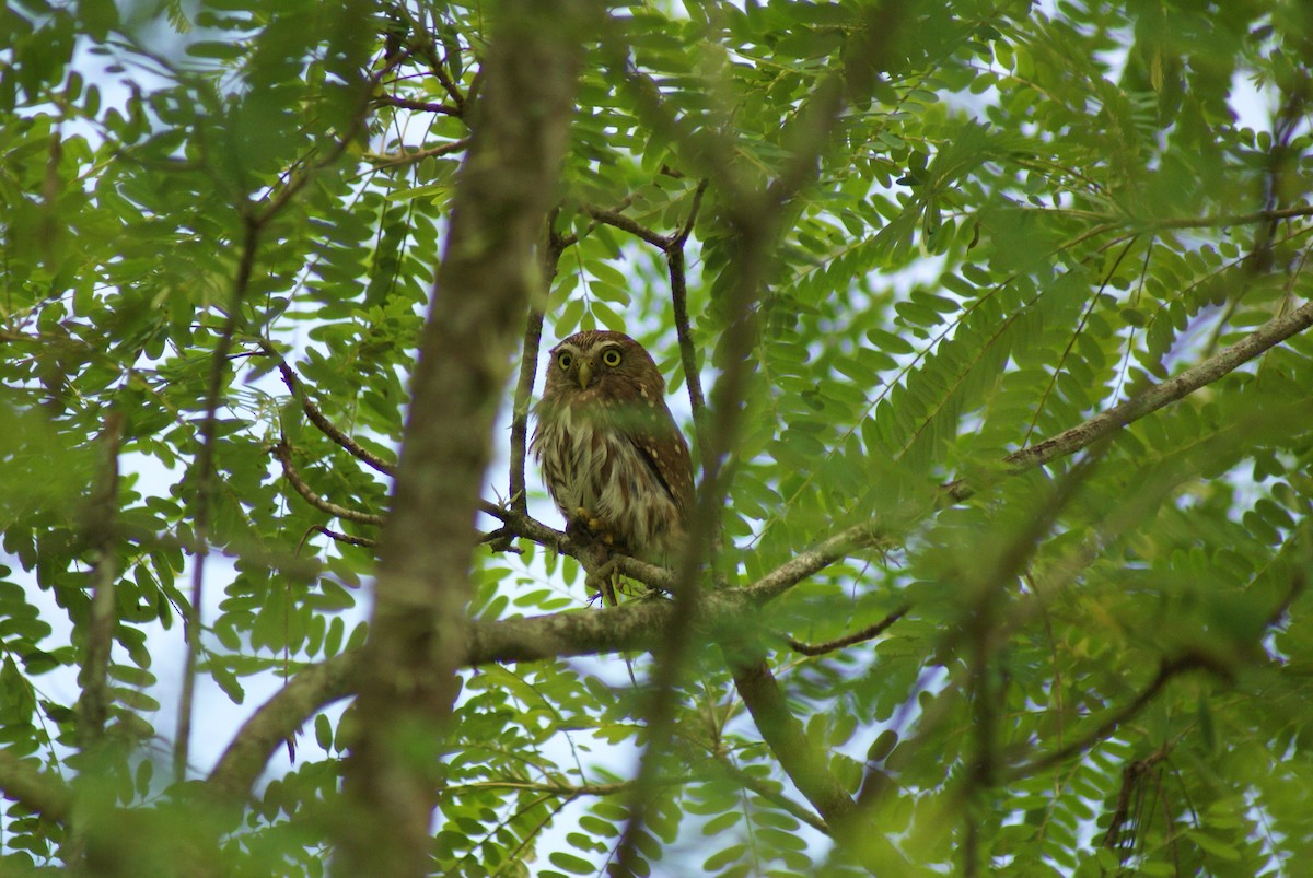Central American Pygmy-Owl - Louise Venne