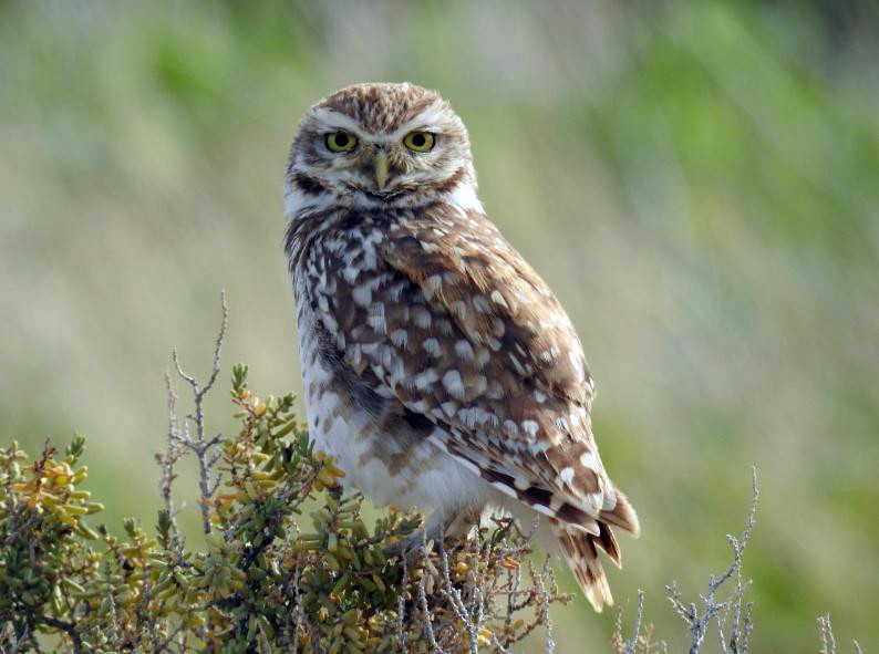 Burrowing Owl - Marcio Kerbage