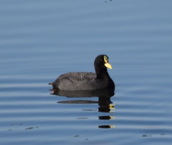 Red-gartered Coot - ML280371581