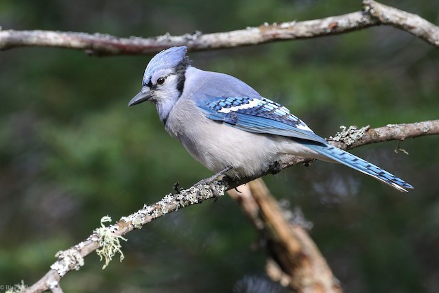 トロント・ステンドグラス Blue Jay ブルージェイ アオカケス