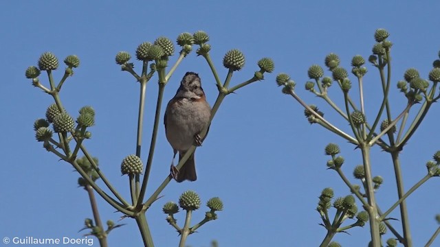 Rufous-collared Sparrow - ML280382851