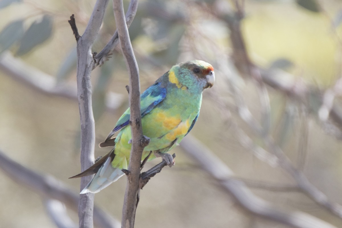 Воротничковый попугай (barnardi) - ML280383331