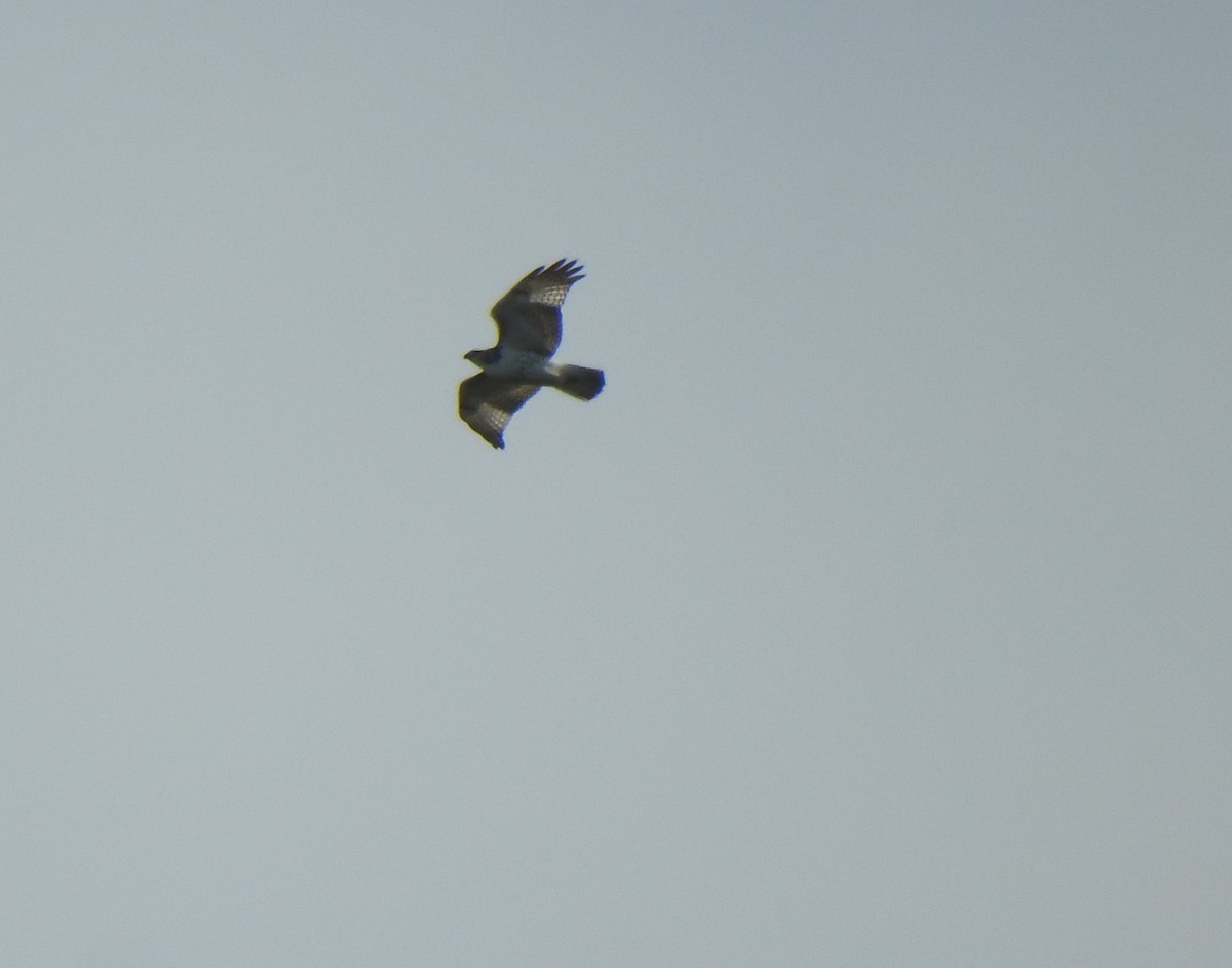 Red-tailed Hawk - ML280391051