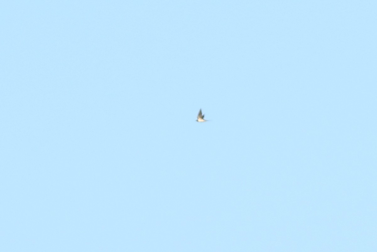 Barn Swallow (American) - ML280391581