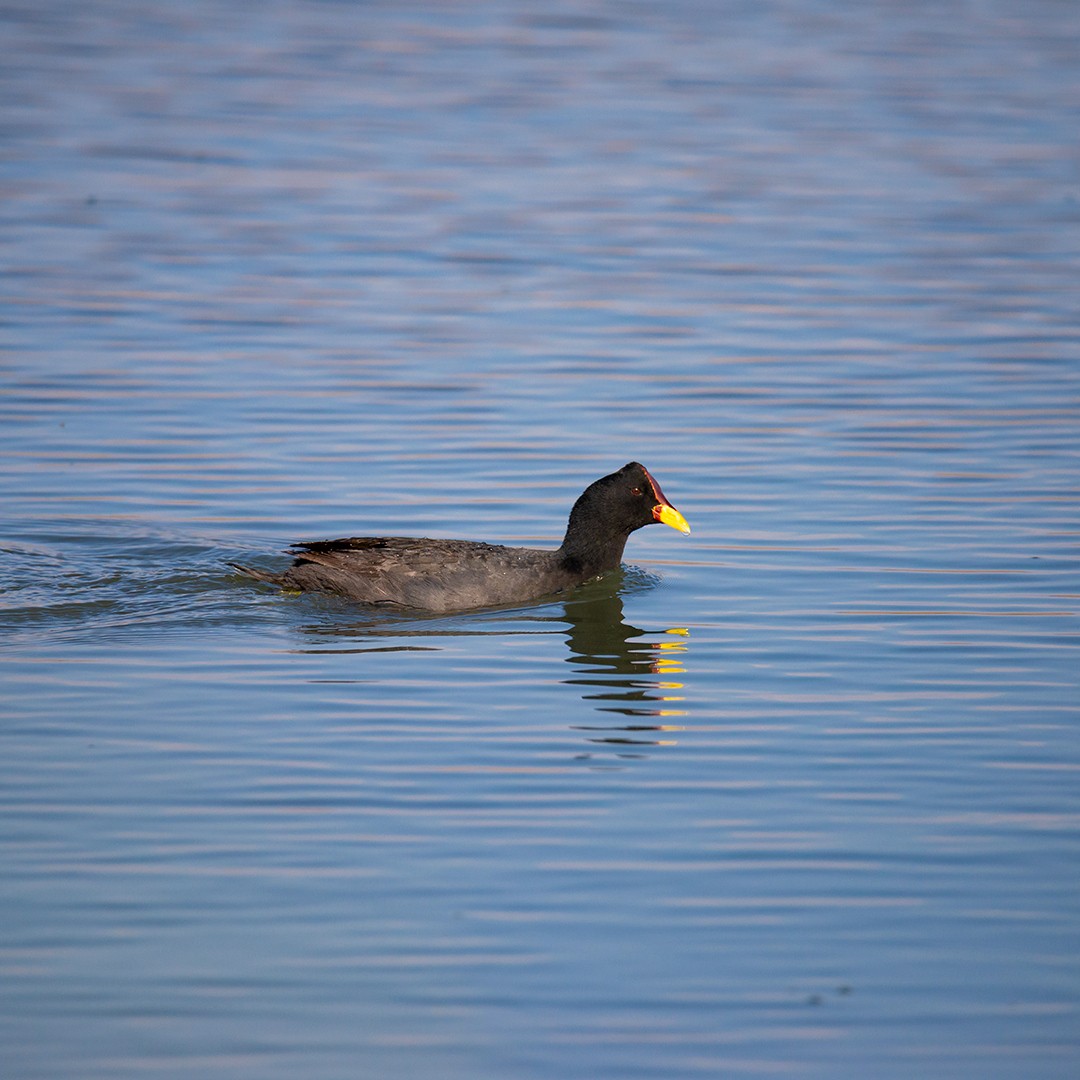 Red-fronted Coot - Pamela  Huaiquimil Millache