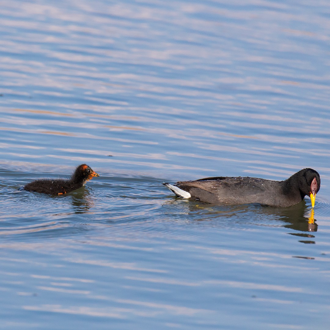 Red-fronted Coot - ML280394211