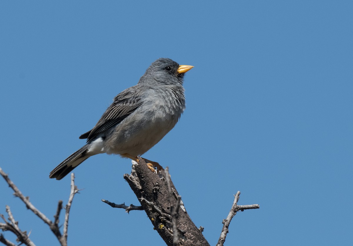 Band-tailed Sierra Finch - ML280395491
