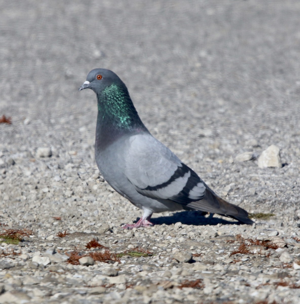 Rock Pigeon (Feral Pigeon) - ML280397781