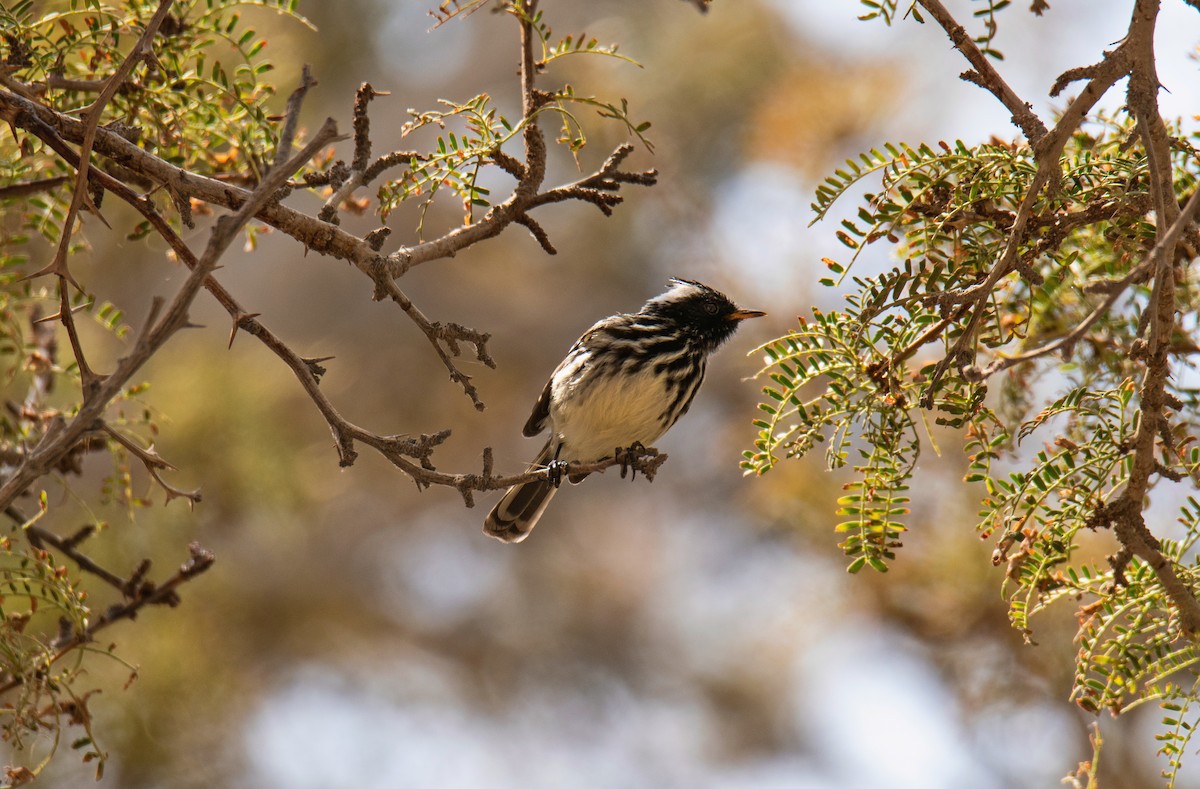 Pied-crested Tit-Tyrant - ML280397921