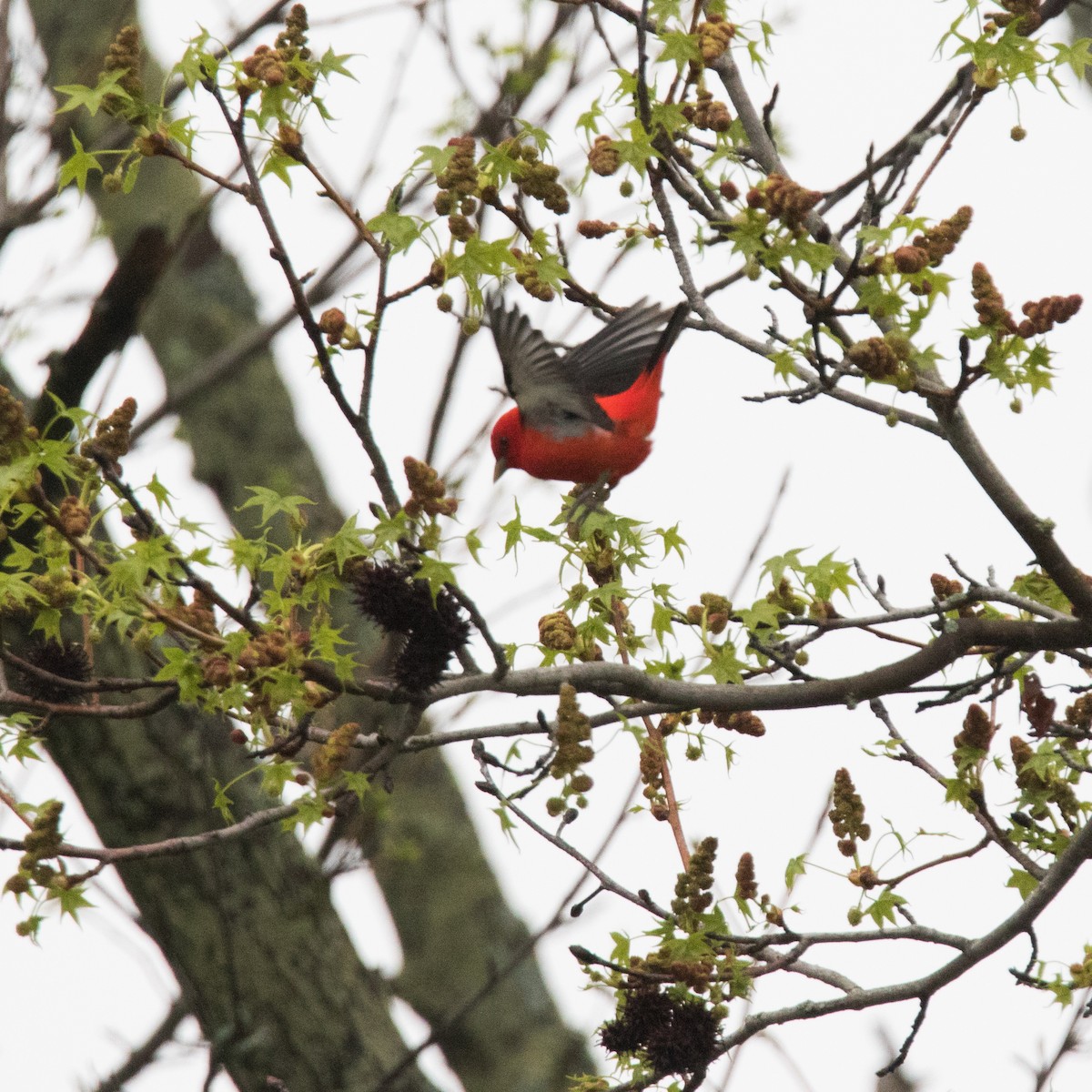 Scarlet Tanager - Brad Imhoff
