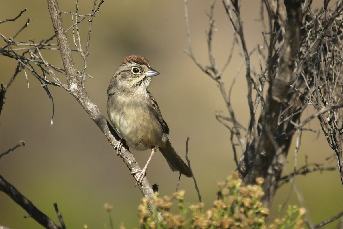 Rufous-crowned Sparrow - ML280402871