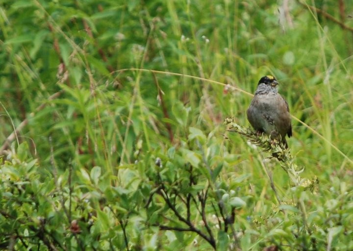 Golden-crowned Sparrow - ML280403031