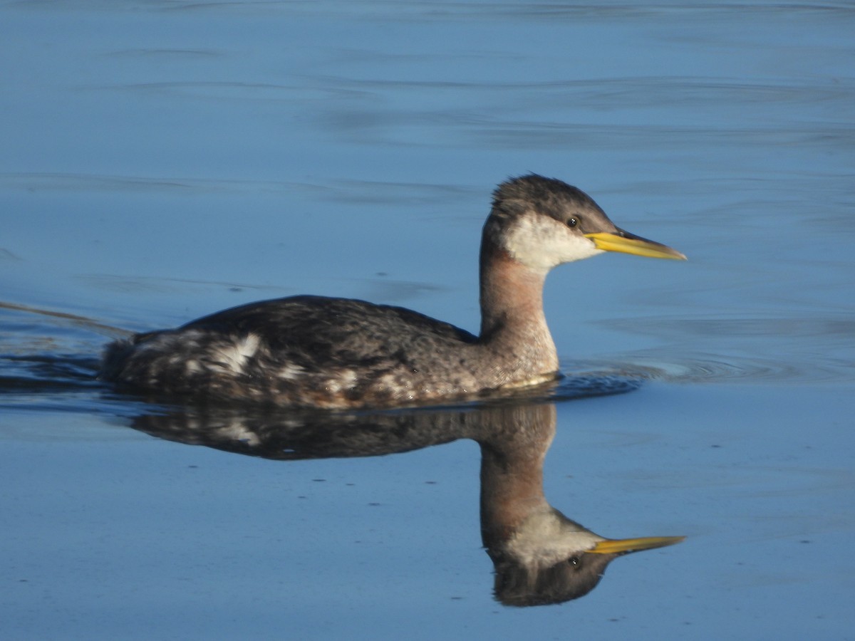 Red-necked Grebe - ML280404051