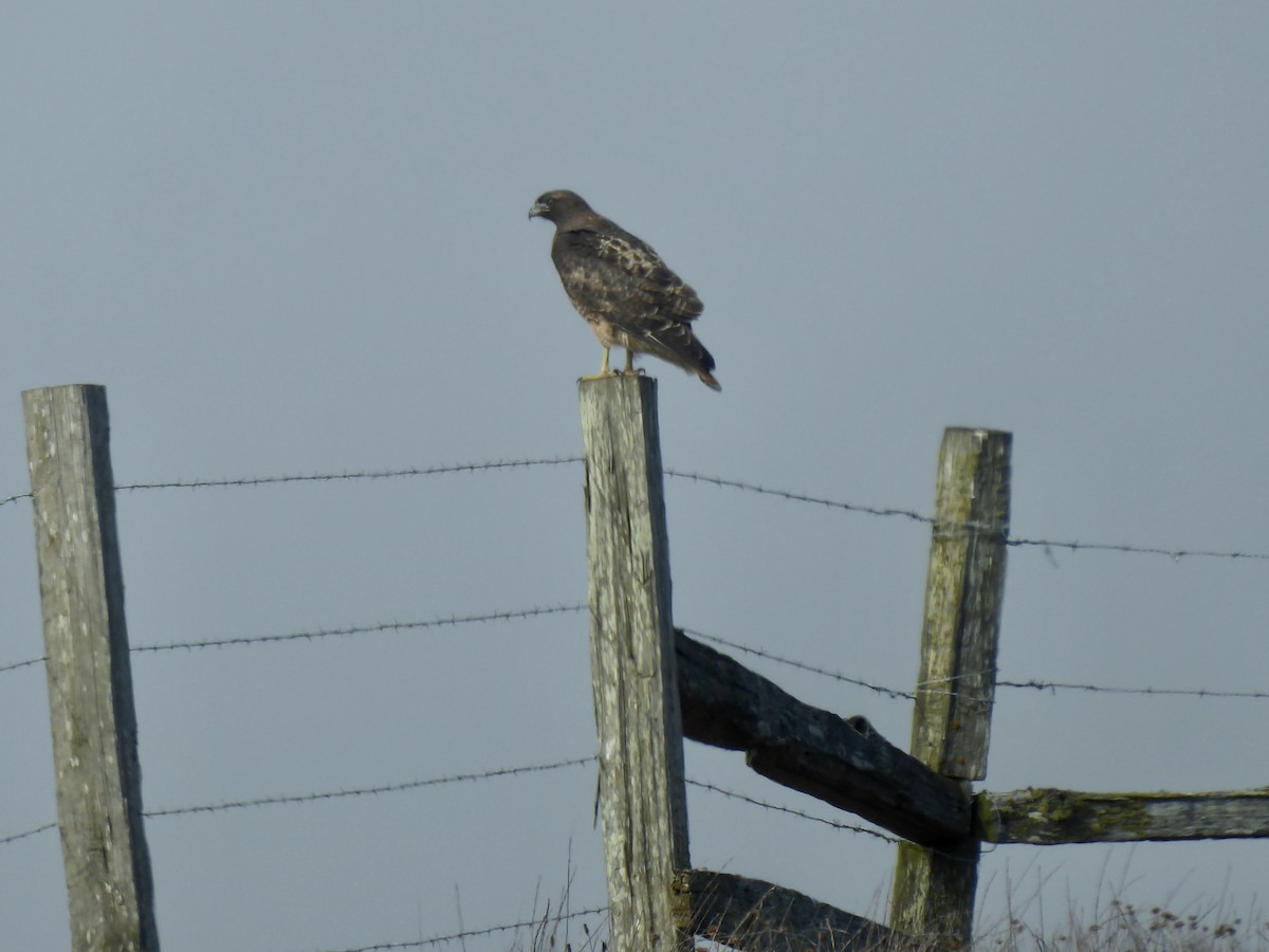 Red-tailed Hawk - ML280405111