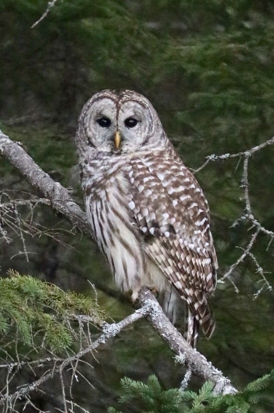 Barred Owl - ML280406691