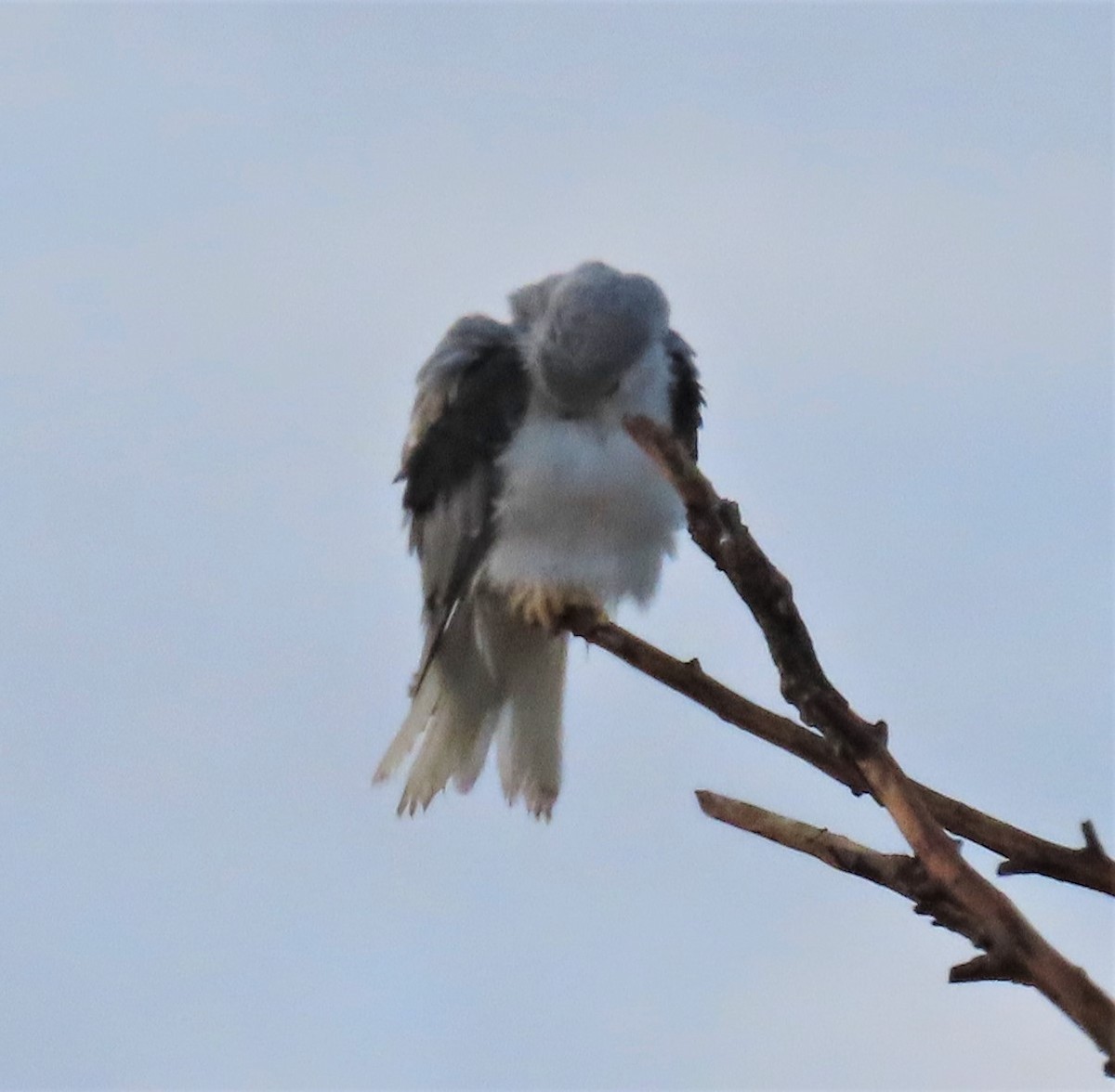 White-tailed Kite - ML280406821