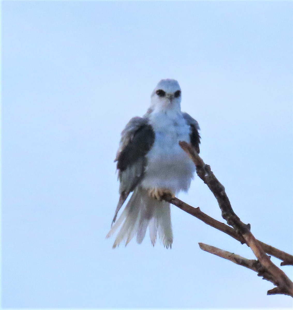 White-tailed Kite - ML280406831