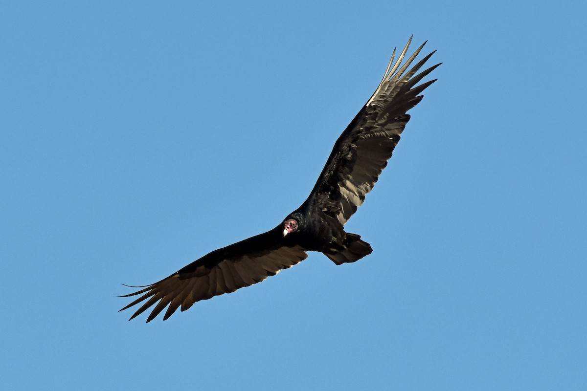 Turkey Vulture - Steven Haupt