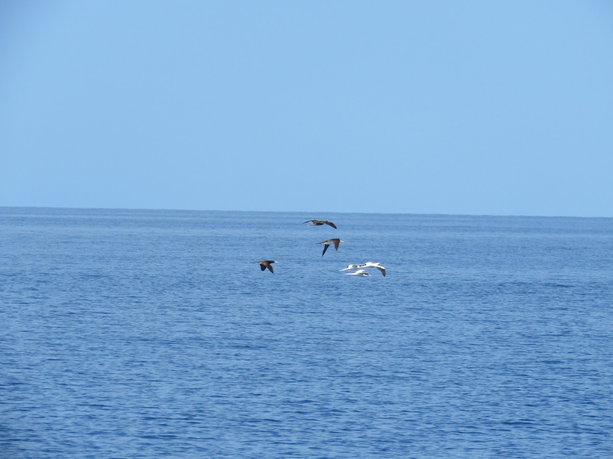 Red-footed Booby - ML28041831