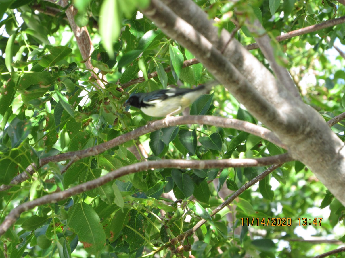 Black-throated Blue Warbler - ML280423871