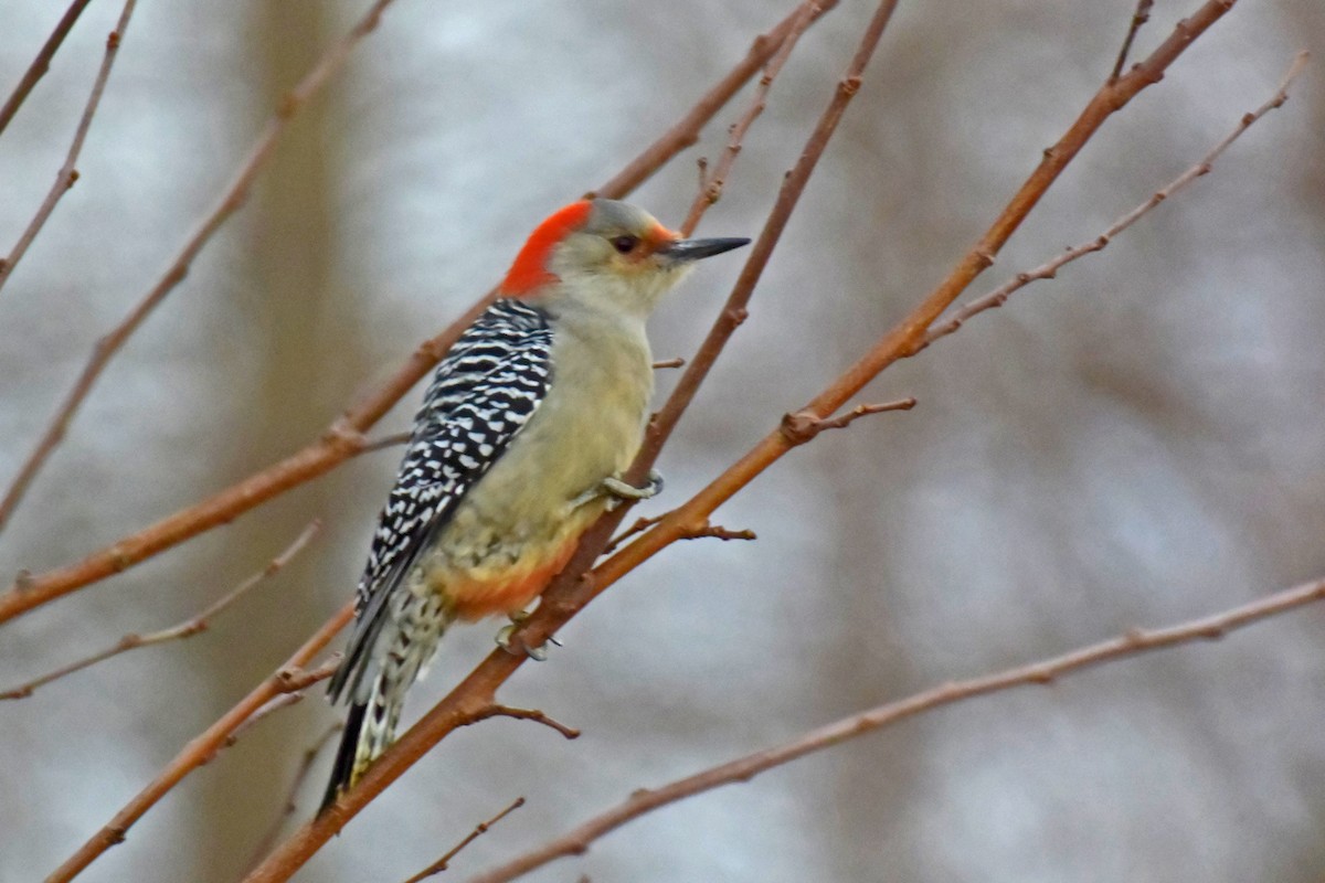 Red-bellied Woodpecker - Clint Murray