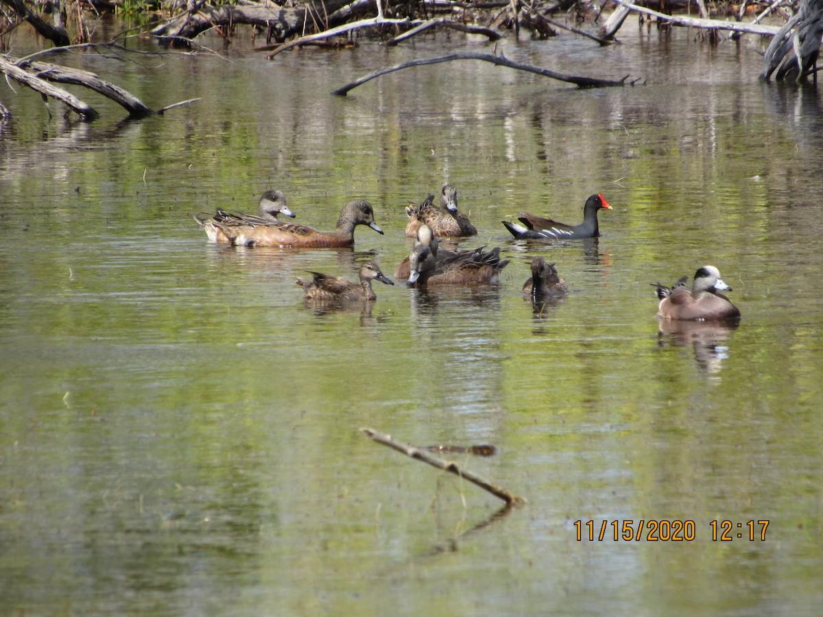 Blue-winged Teal - ML280426891
